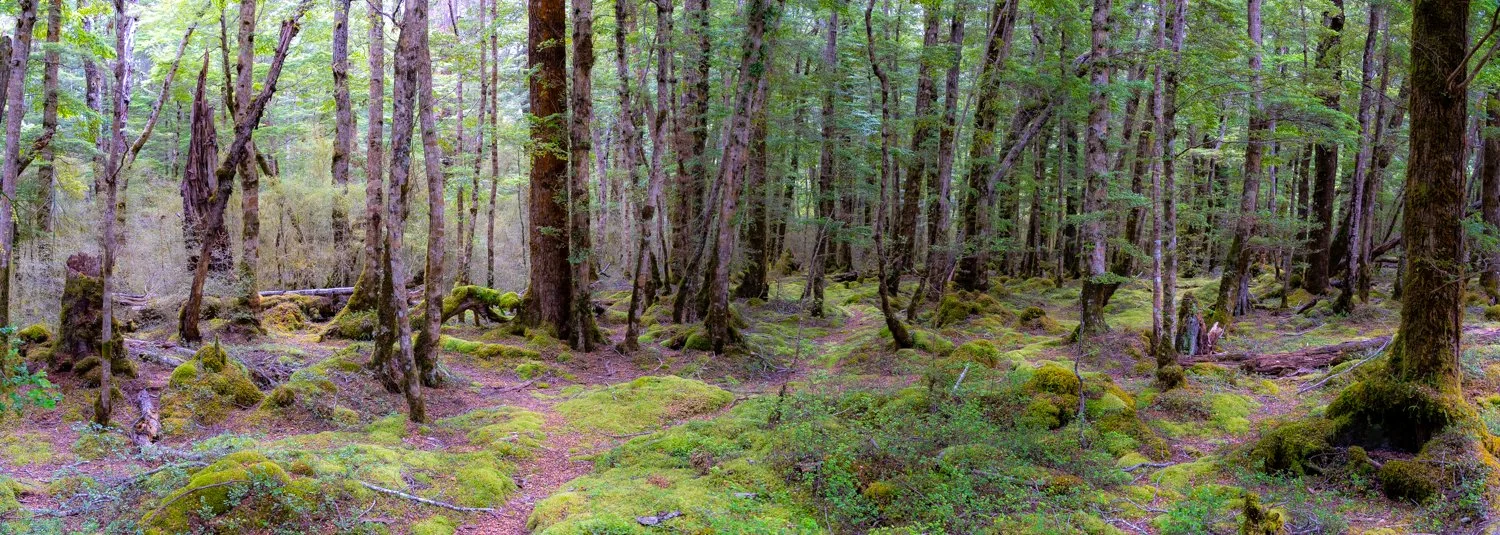 2025 New Zealand2025 New Zealand DSC06007-Pano.jpg