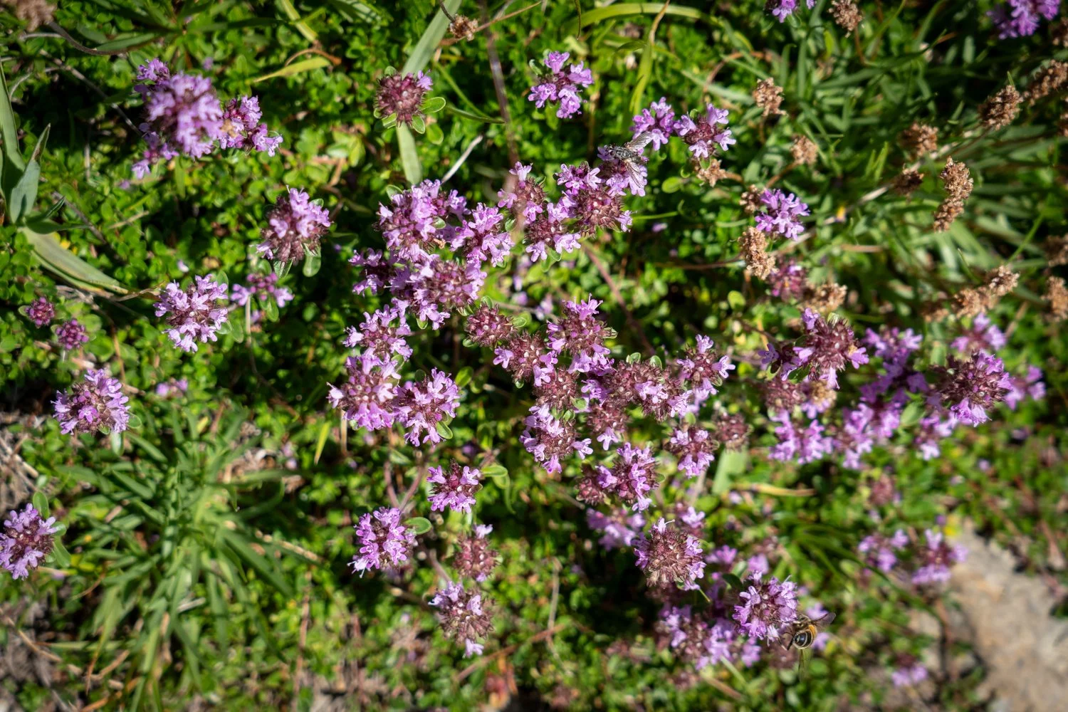2026 SwitzerlandDSC07339.jpg