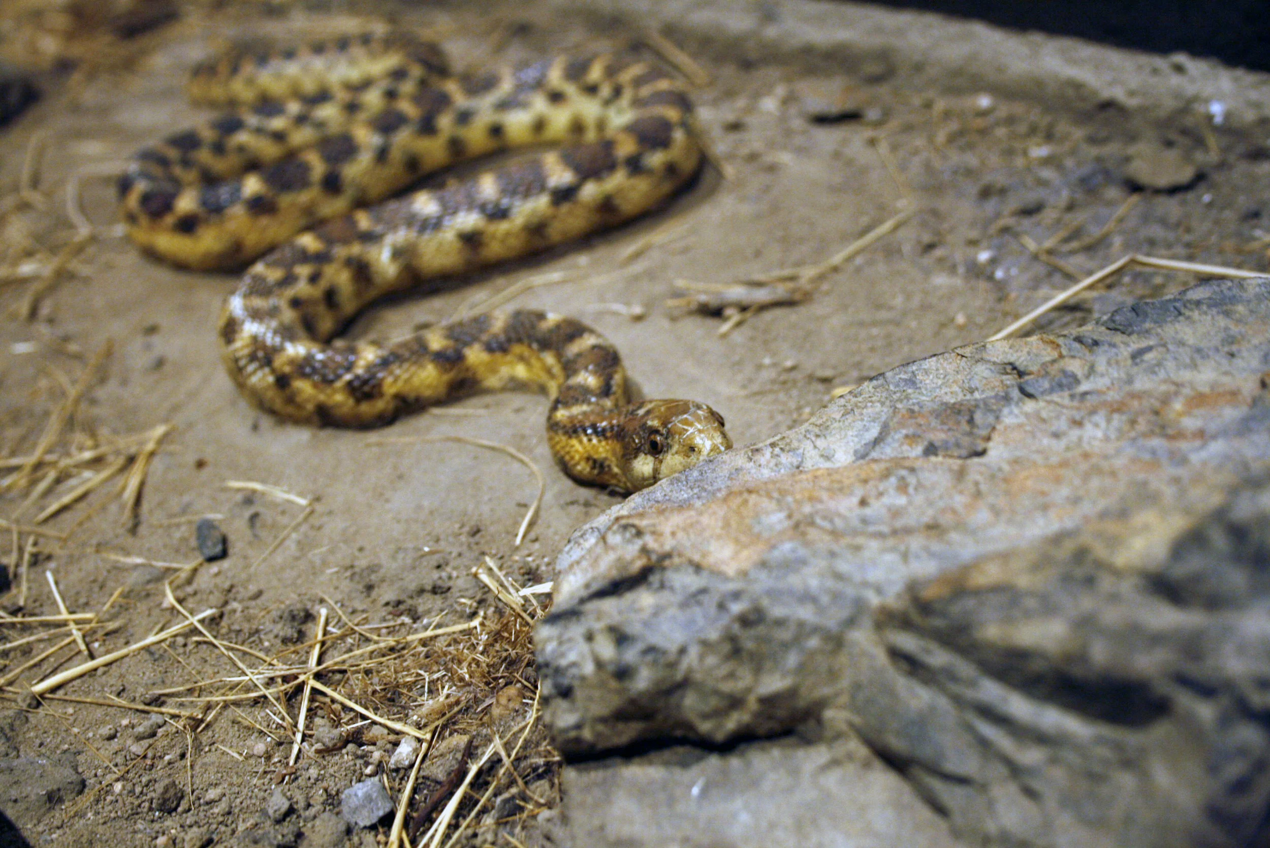 Diorama at Bear Valley Visitor Center