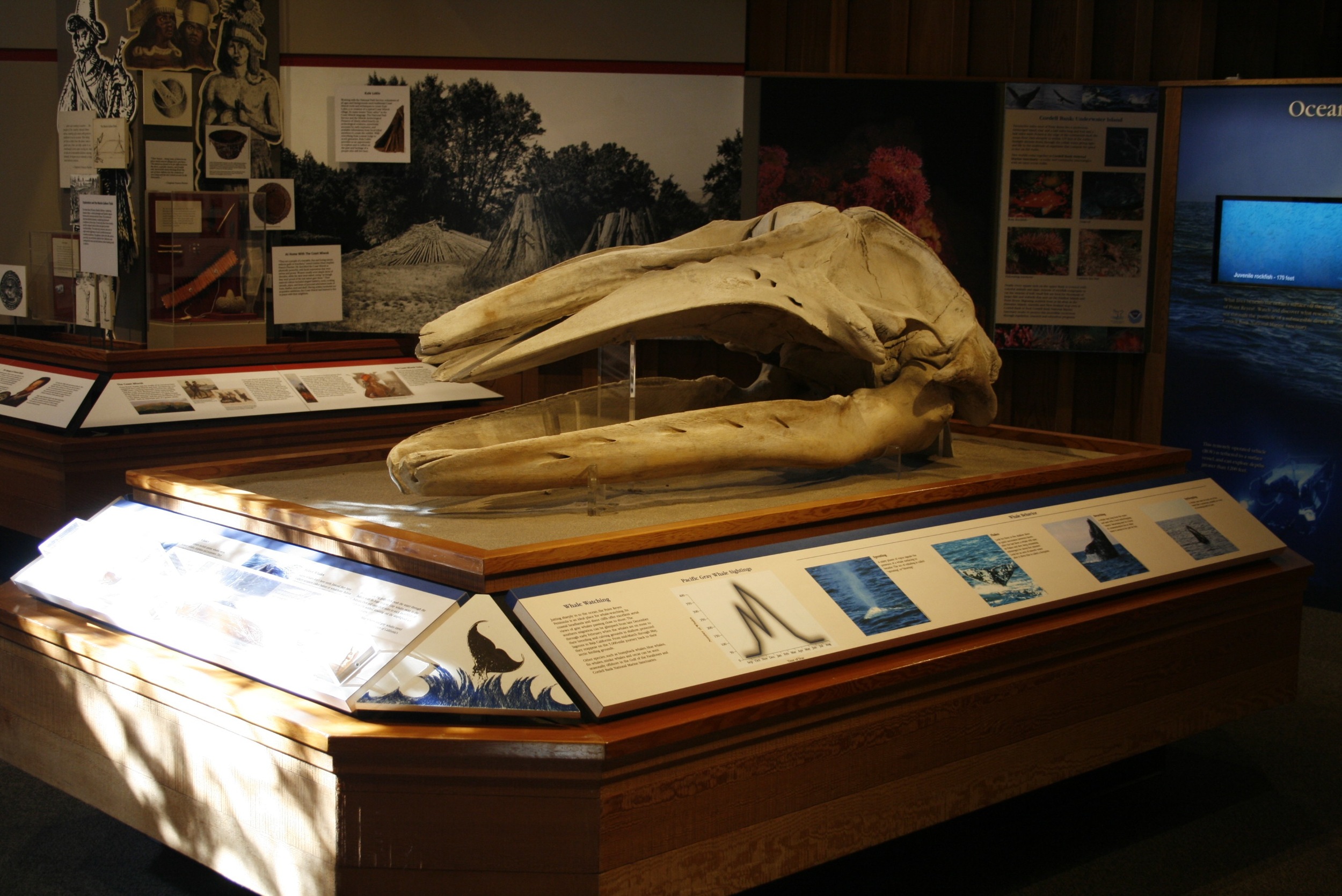 Young Gray Whale Skull at Bear Valley Visitor Center