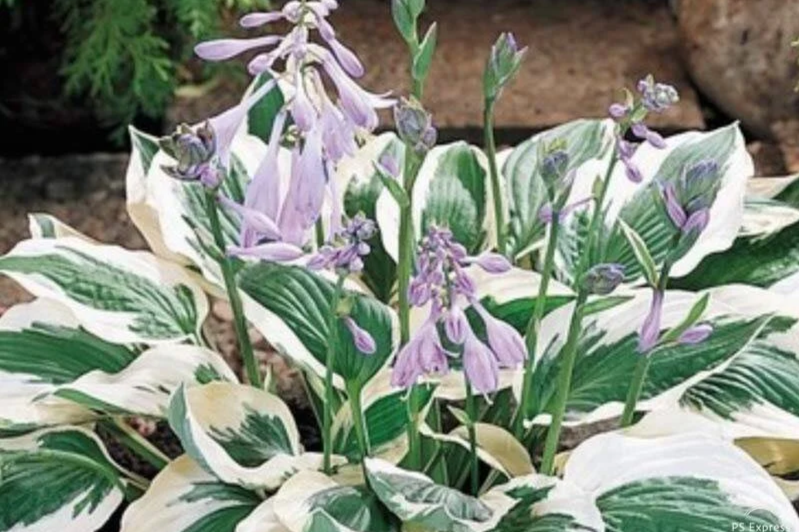 Hosta plant with variegated green and white leaves and light purple flowers
