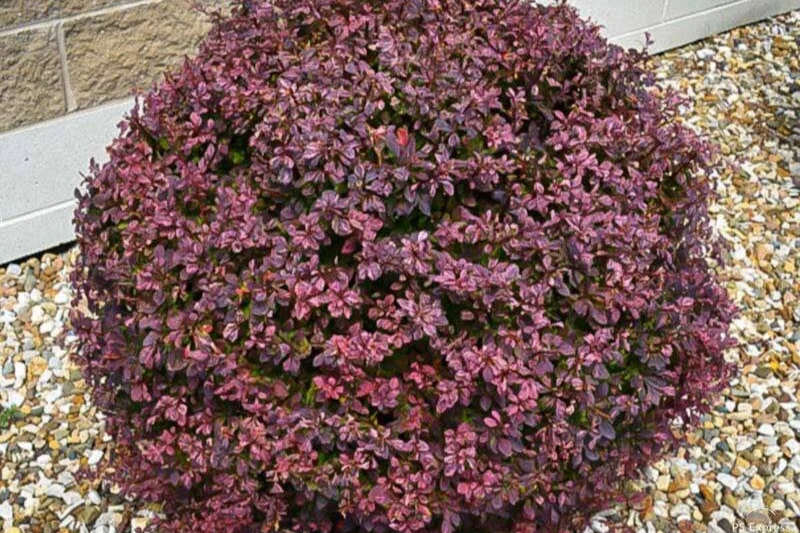A large, rounded shrub with purple and pink variegated leaves, planted among small white rocks, near the wall of a building.