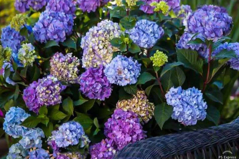 Colorful hydrangea flowers in shades of purple, blue, and white with green leaves.