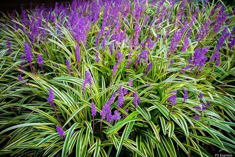 A lush garden bed with numerous purple flowers and green and yellow striped leaves.