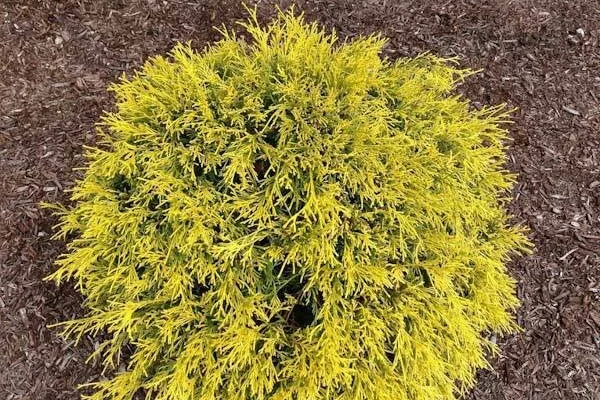 Bright yellow-green shrub with dense, finely divided leaves, surrounded by dark mulch.