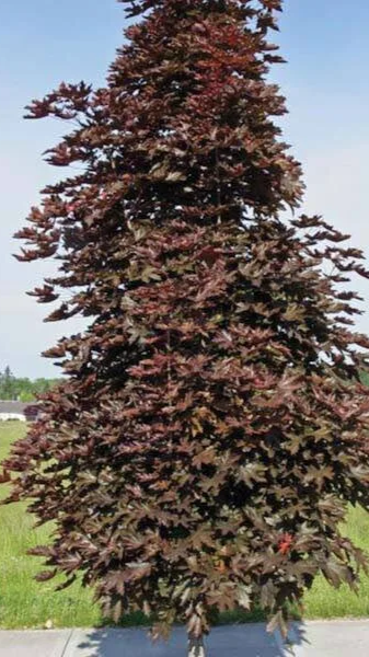 Tall coniferous tree with reddish-brown foliage standing on a grassy area.
