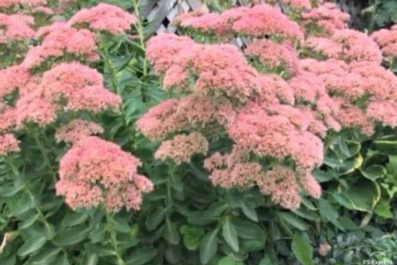 Pink flowering plants with green leaves.
