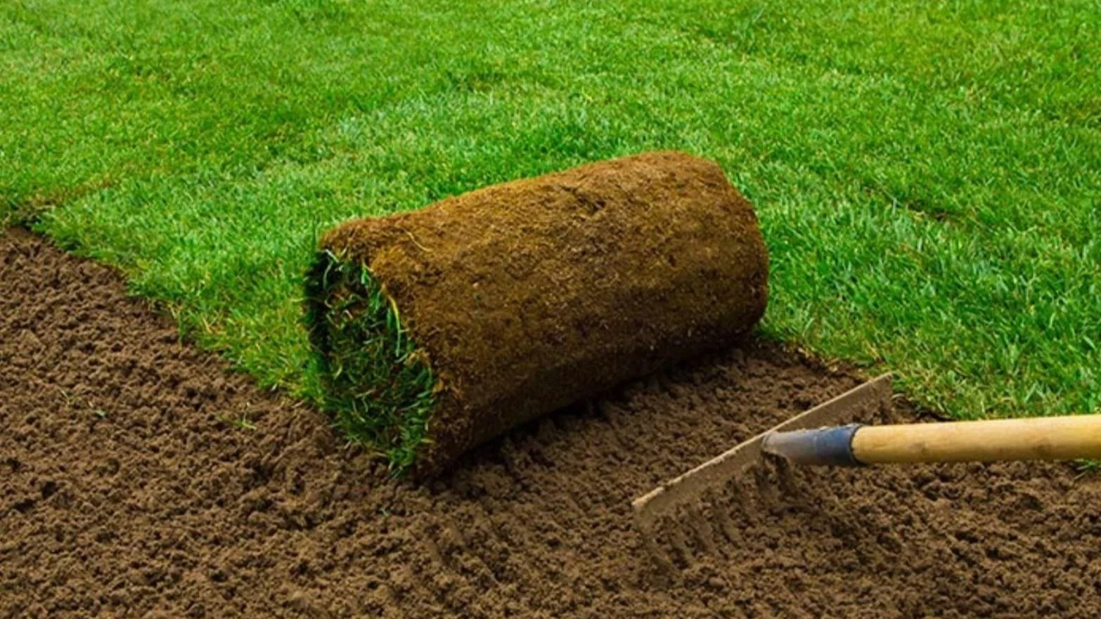 A lawn roller is being used to flatten freshly laid sod grass on soil, with a small gardening trowel nearby.