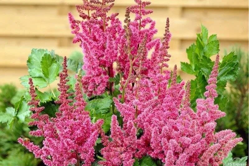 Pink flowering plant with green leaves in front of a wooden fence.