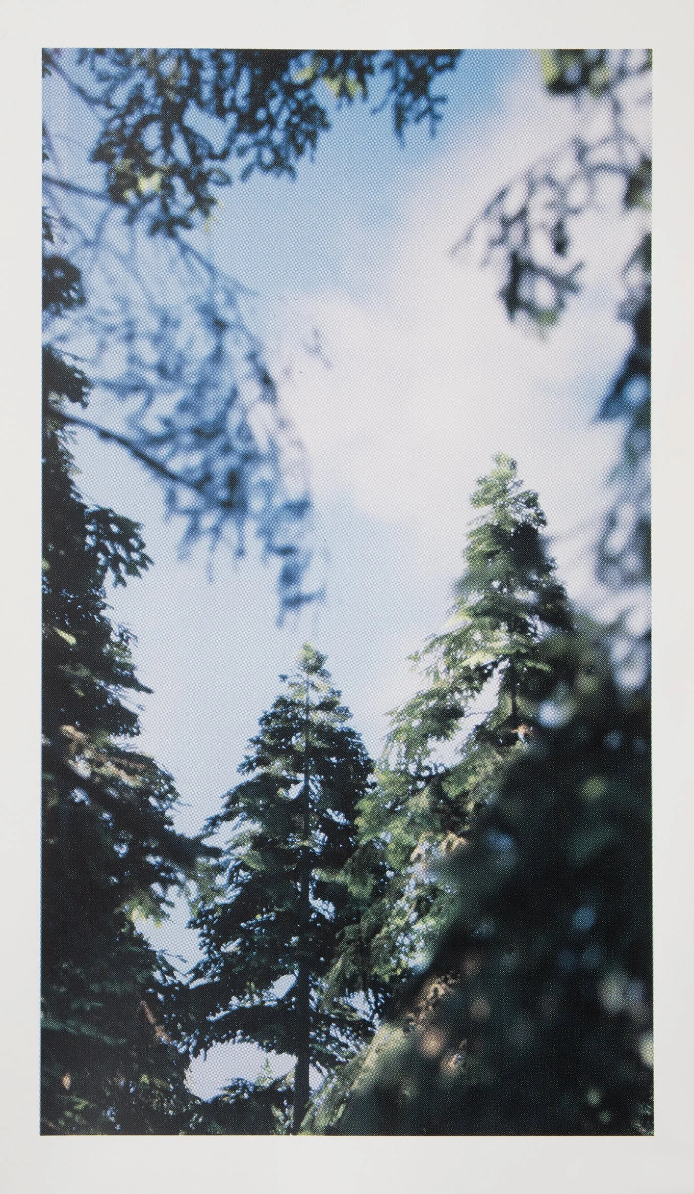   Forest View 5  (2026), four-colour screen print on Stonehenge 245gsm cotton rag, 80cm x 45cm, edition of 1 + 1 AP 