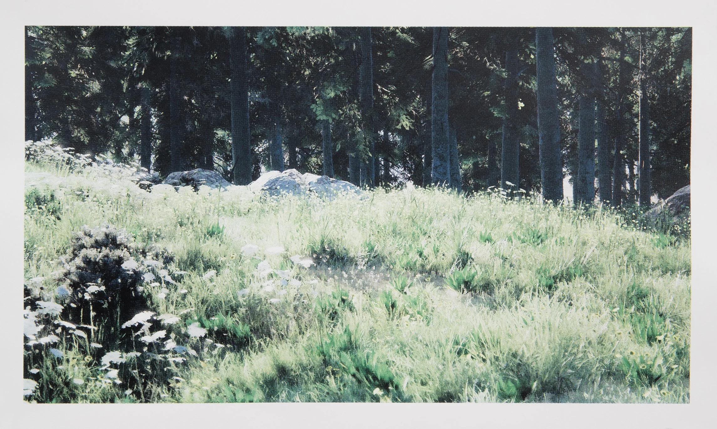   Forest View 7  (2026), four-colour screen print on Stonehenge 245gsm cotton rag, 45cm x 80cm, edition of 1 + 1 AP 