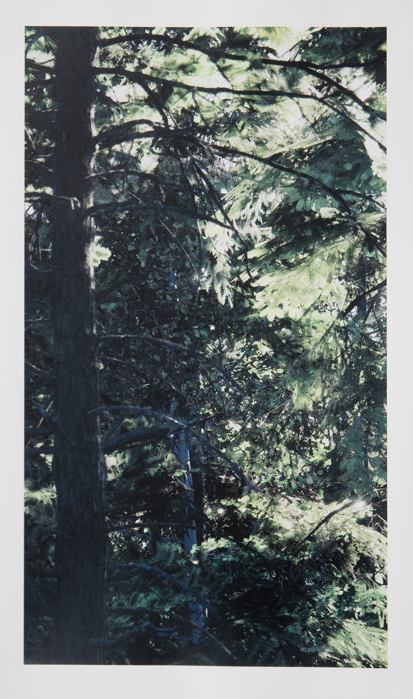   Forest View 8  (2026), four-colour screen print on Stonehenge 245gsm cotton rag, 80cm x 45cm, edition of 1 + 1 AP 