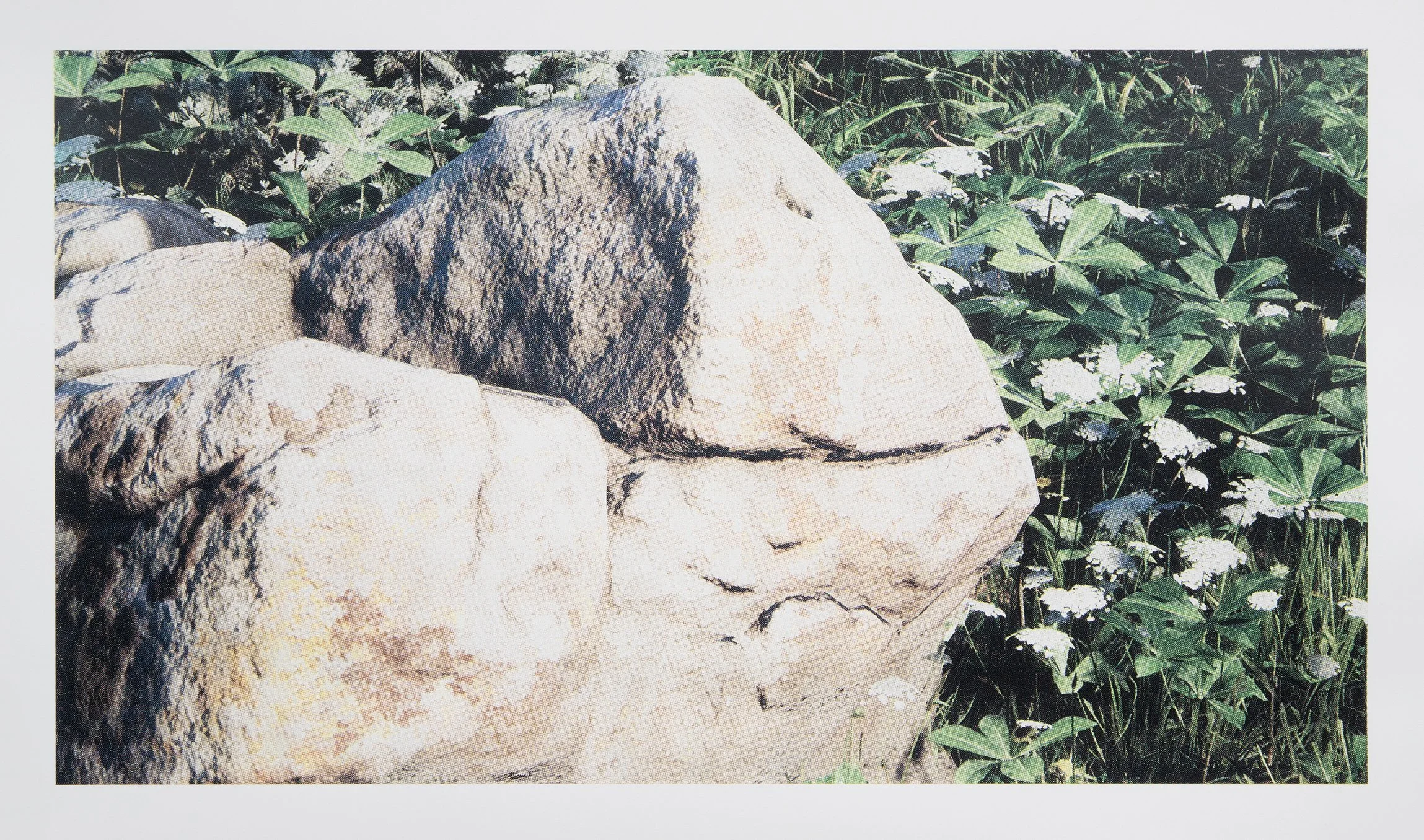   Forest View 9  (2026), four-colour screen print on Stonehenge 245gsm cotton rag, 45cm x 80cm, edition of 1 + 1 AP 