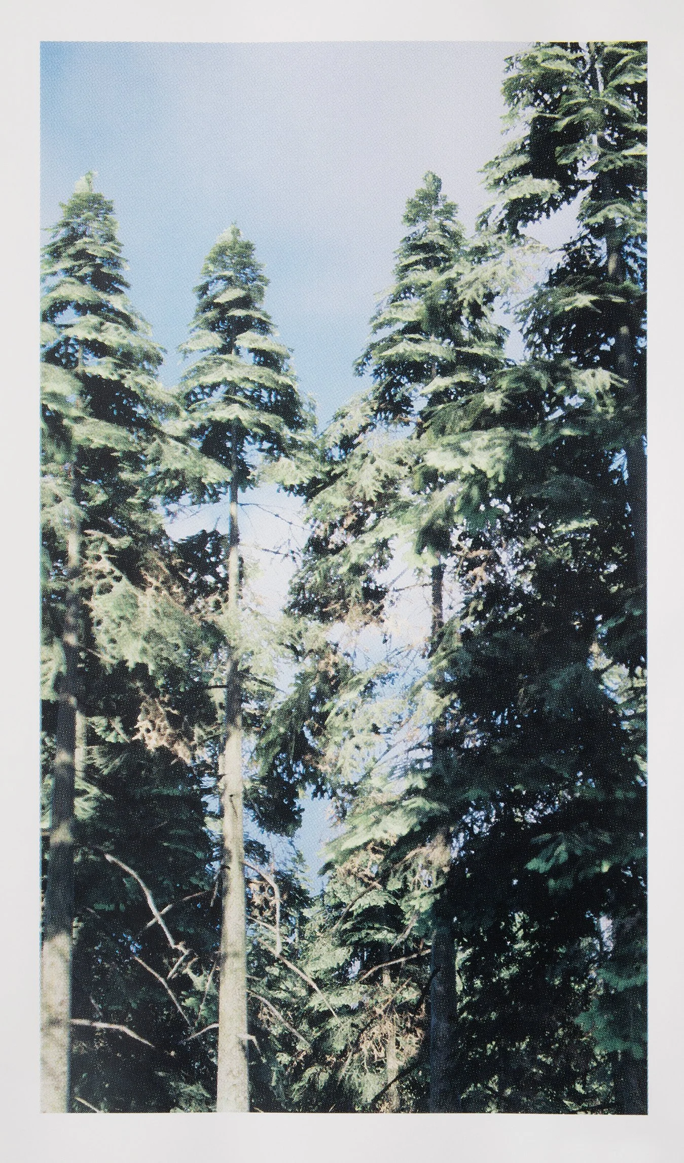   Forest View 10  (2026), four-colour screen print on Stonehenge 245gsm cotton rag, 80cm x 45cm, edition of 1 + 1 AP 
