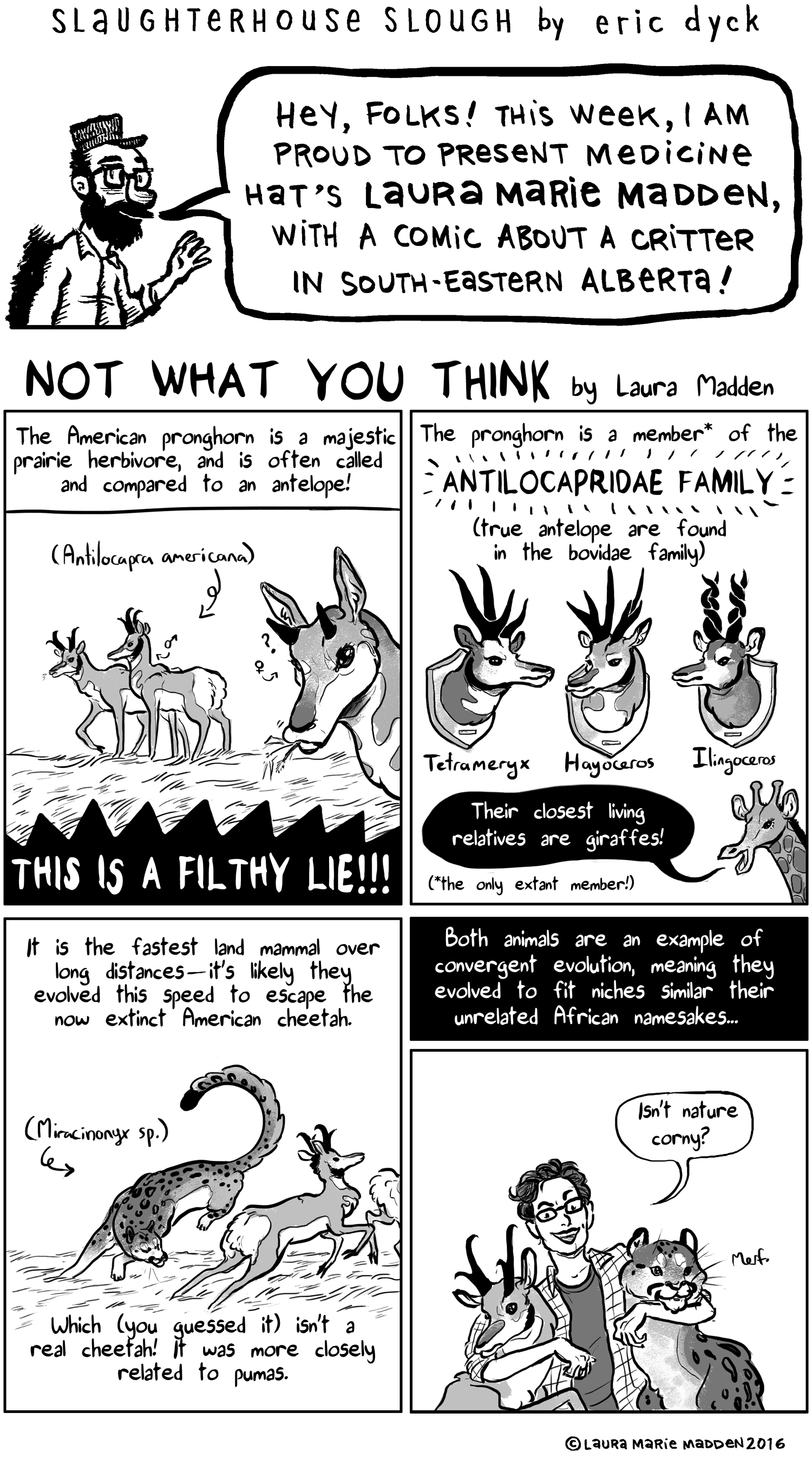 I am pleased to present a special guest comic this week: Laura Marie Madden's look at the pronghorn! You should all be reading Laura's webcomic, Qarakorshaq , and delighting in the inky majesty of it all.