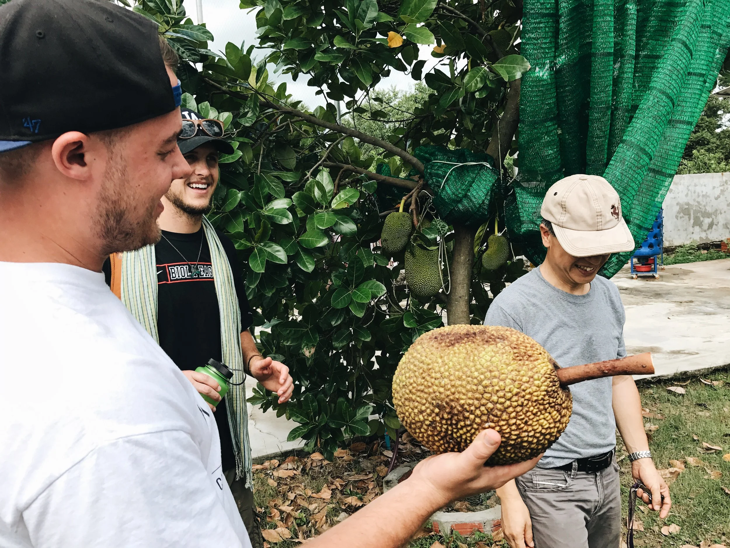 Pictured above: Jackfruit the size of a basketball. This wasn't even "big," supposedly they can weigh upwards of 80 pounds. 