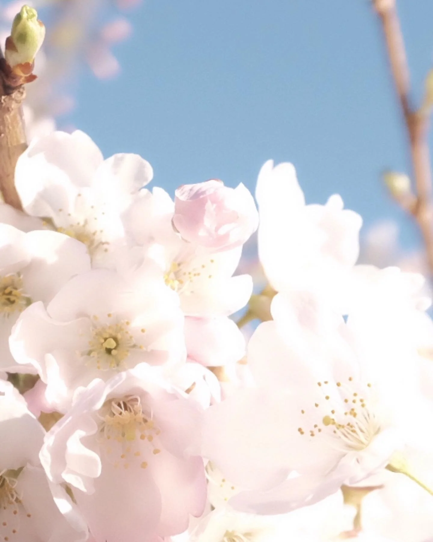 Happy Easter! 🌸 It&rsquo;s hard to be negative when it&rsquo;s a beautiful sunny day. If you could imagine a perfect long weekend, with spring blossoms gently swaying in the breeze, flowers popping-up from the ground, leaves appearing all over the trees &mdash; that would be today. It&rsquo;s a nice sentiment to hold onto during these challenging times. Appreciating all that we have, the love and support of friends and family, is what&rsquo;s truly valuable. There is a lot that this experience is teaching us &mdash; to connect more, to appreciate more and to contribute more. We want to send our love and thoughts to everyone and to let you know that we are grateful for the support, kindness, nourishment (literally!) and uplifting cheer that we have received. We are all in this together. Much love to all, from our family to yours! 💗
.
Please note: We have more than 10 photos and many people to thank! So keep an eye out! 🙏🏼 xo
.
.
.
.
.
.
.
.
.
.
.
.
.
.
.
.
.
.
.
.
.
_____________
#moment #weareinthistogether #supportsmallbusiness #community #friends #family #thankful #grateful #love #wine #food #smallbusiness #wineandfood #liveauthentic #beautiful #inspiration #vsco #vscocam #ig_captures #igdaily #instagood #igers #livefolk #supportlocal #gratitude #picoftheday #photooftheday #spring #vancouver #yvr // All images: Copyright&copy;2020Broadway International Wine Shop.