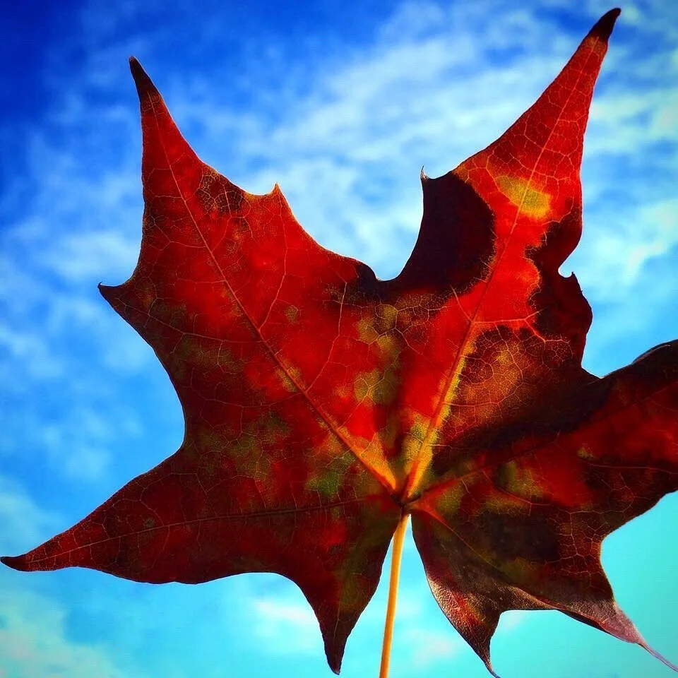 Oh Canada! 🇨🇦
.
We are so grateful to call ourselves Canadian. We have the privilege of being a part of a culturally and environmentally diverse country, an amazing country &mdash; with lots to still learn, explore, appreciate and grow from. 💜🖤🤍🤎🧡💛=❤️
.
Happy Canada Day! 🍁 Cheers to 153 years! We will be raising a glass of some delicious BC wine this evening! 🥂
.
.
.
We are open today from 12 &ndash; 7pm!
.
.
.
.
.
.
.
.
.
.
.
.
.
.
.
.
.
.
.
.
.
______________
#broadwaywineshop #moment #birthday #summer #pnw #sky #sun #imagesofcanada #maple #leaf #colorful #beautifulbc #explorebc #explorecanada #love #amazing #awesome #ig_captures #igdaily #instagood #canada #liveauthentic #livefolk #picoftheday #photooftheday #beautiful #vancouver #celebration #vsco #vscocam // Image: Copyright&copy;2014 Broadway International Wine Shop.