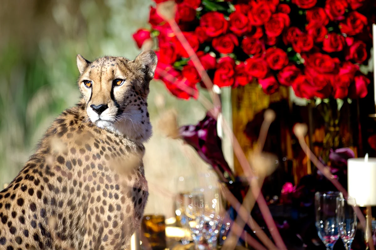 3720-cheetah-moscastudio-the-perfect-occasion-grace-ormonde-wedding-style-editorial-20160825-NOlogo.jpg