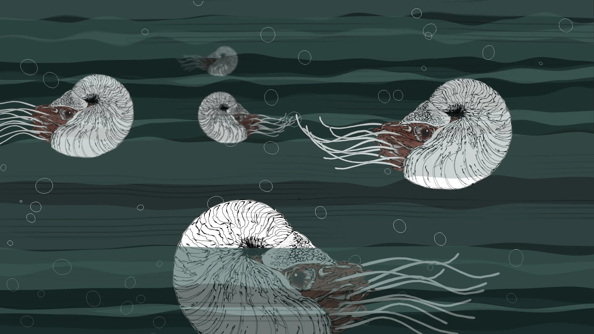 Nautilus.jpg