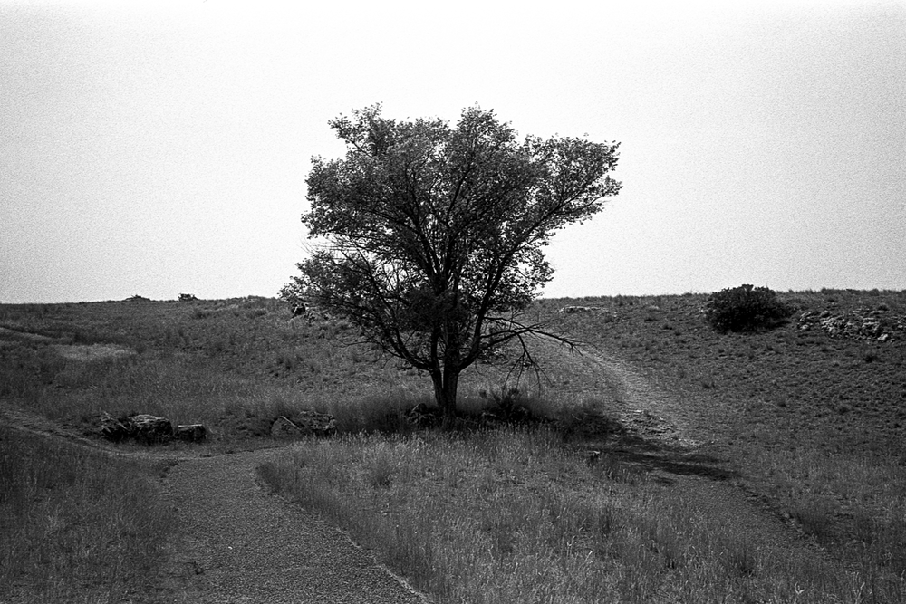 18July2021-CanonP-35mmVCS-yfilter-TriX400-mattschu-34-web.png