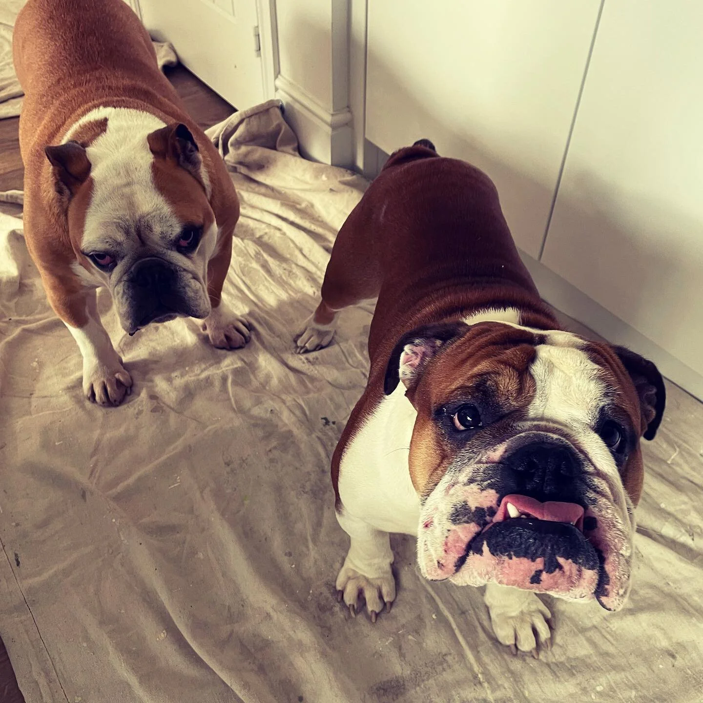 Todays &lsquo;helpers&rsquo; 😅

#decorator #bulldogs
