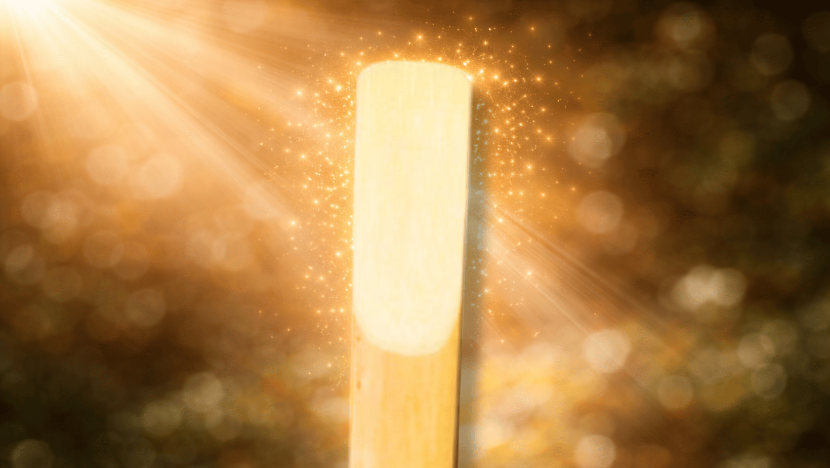 Reed glowing in the sunlight