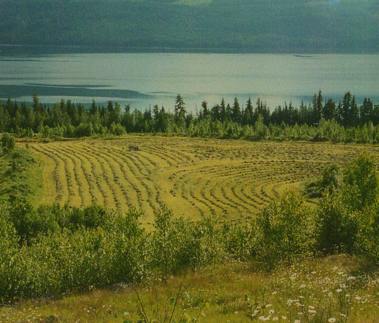 Farm Haying 2.jpg