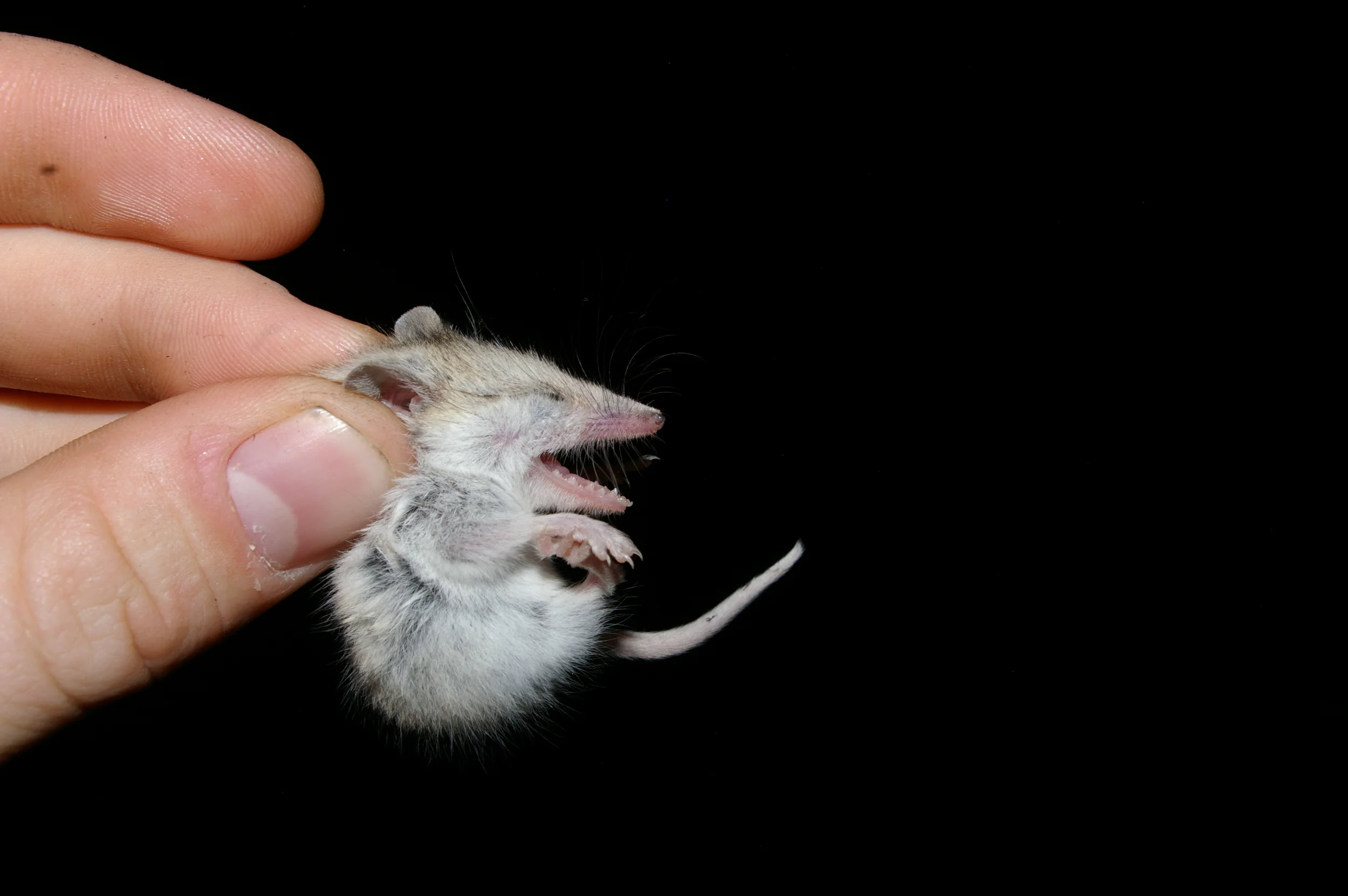  anyone have a guess for this little marsupial? 