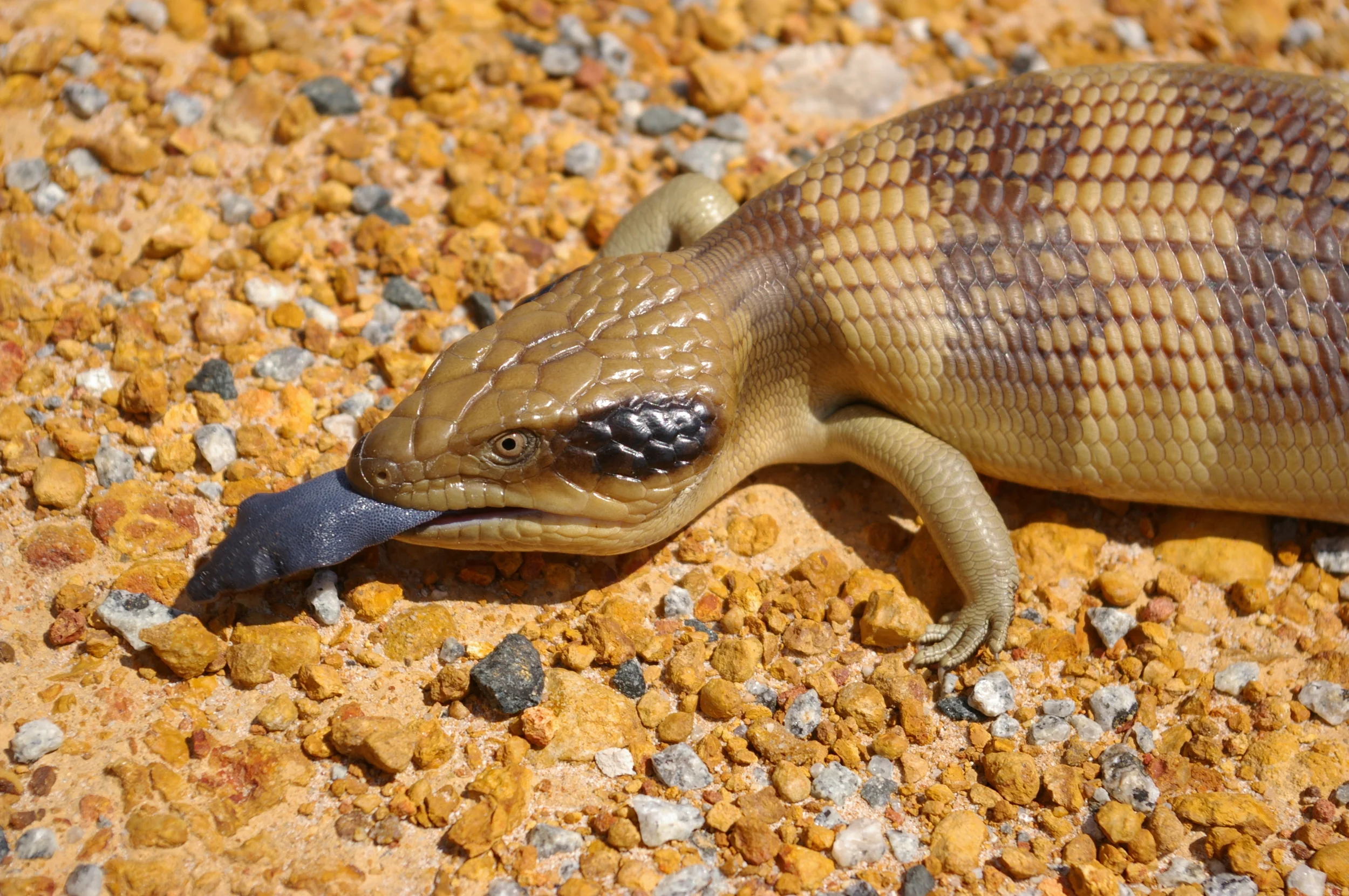  Western Blue-tongue,&nbsp; Tiliqua occipitalis  