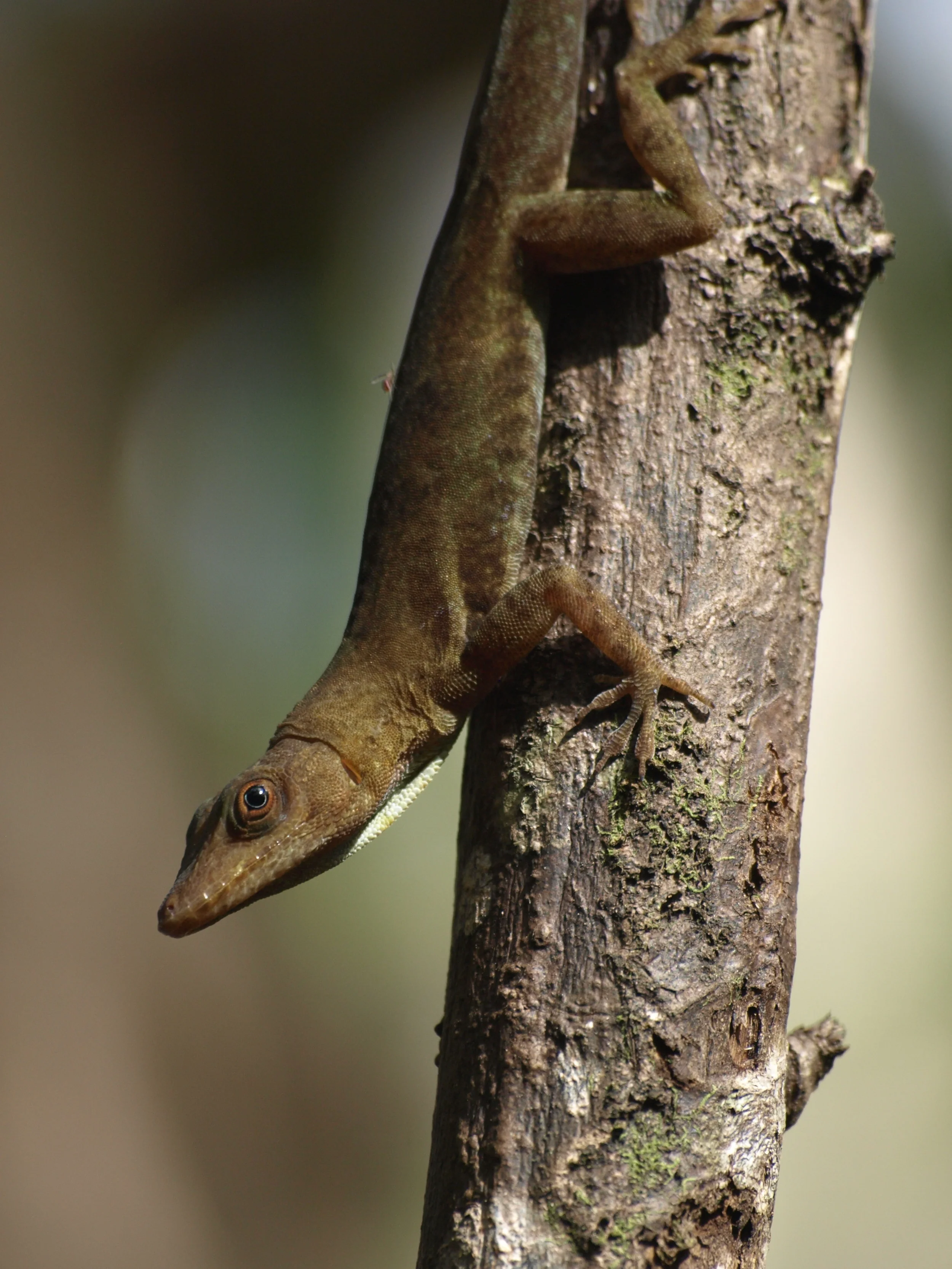  St. Lucia anole,  Anolis luciae  