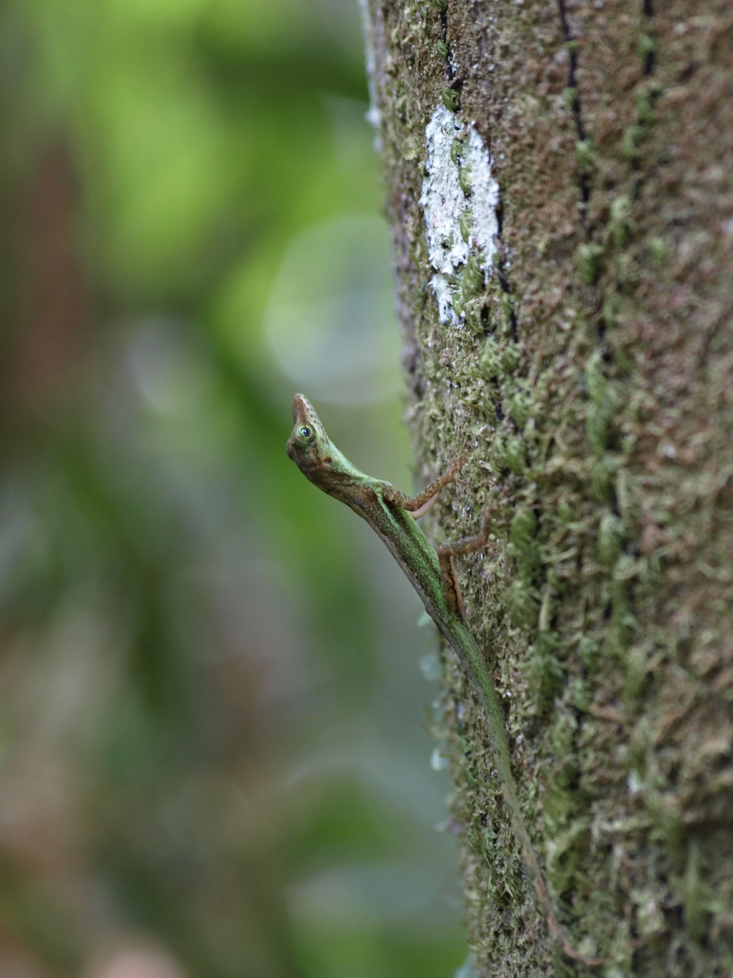  St. Lucia anole,  Anolis luciae  