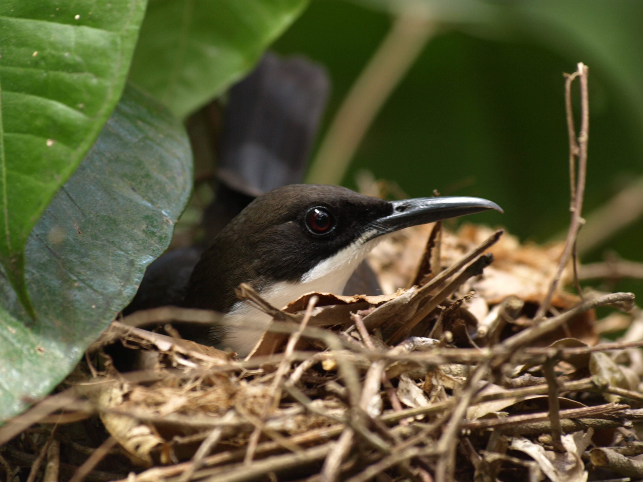  White-breasted Thrasher,  Ramphocinclus brachyurus  