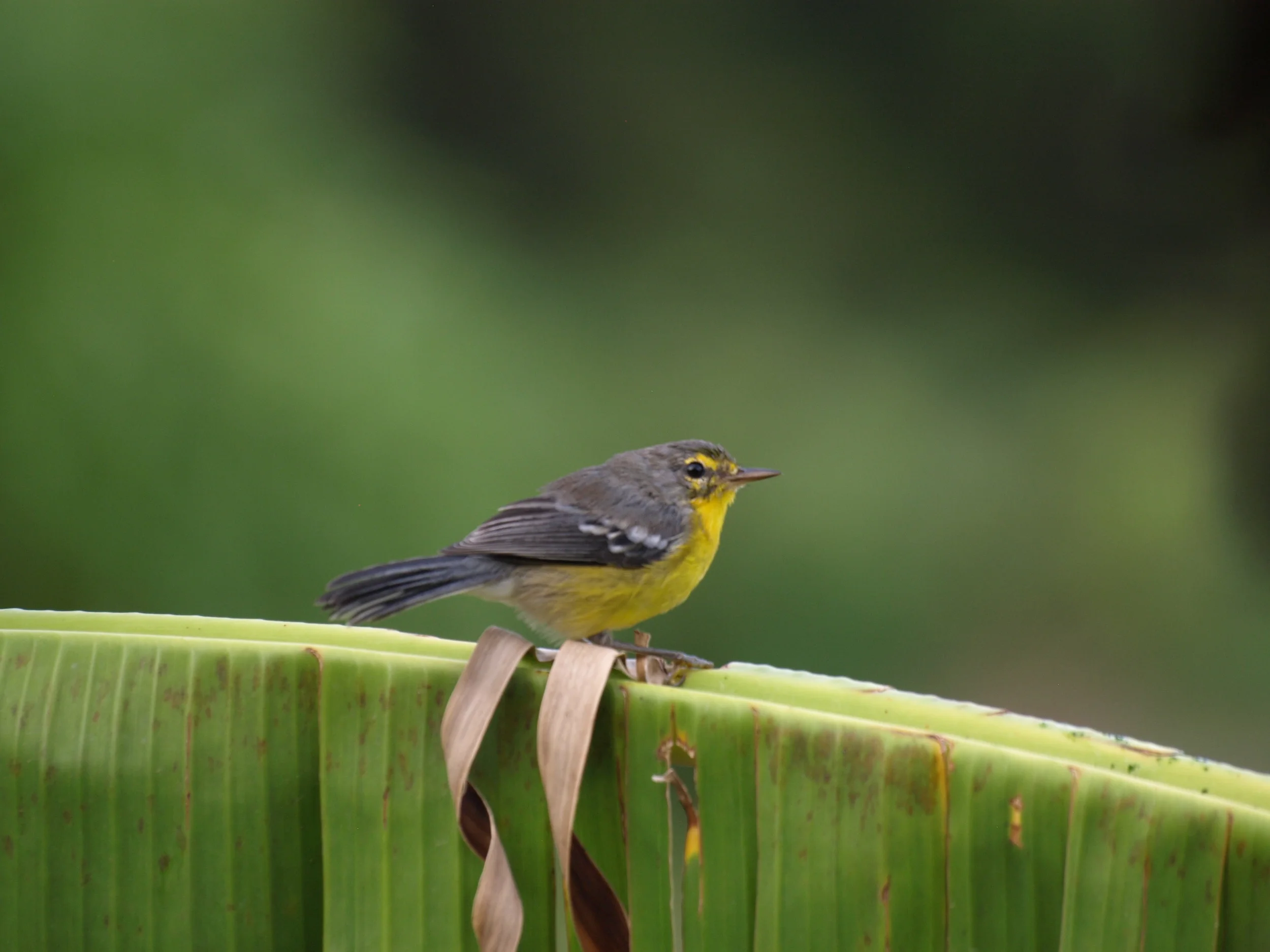  St. Lucia Warbler,  Setophaga delicata  