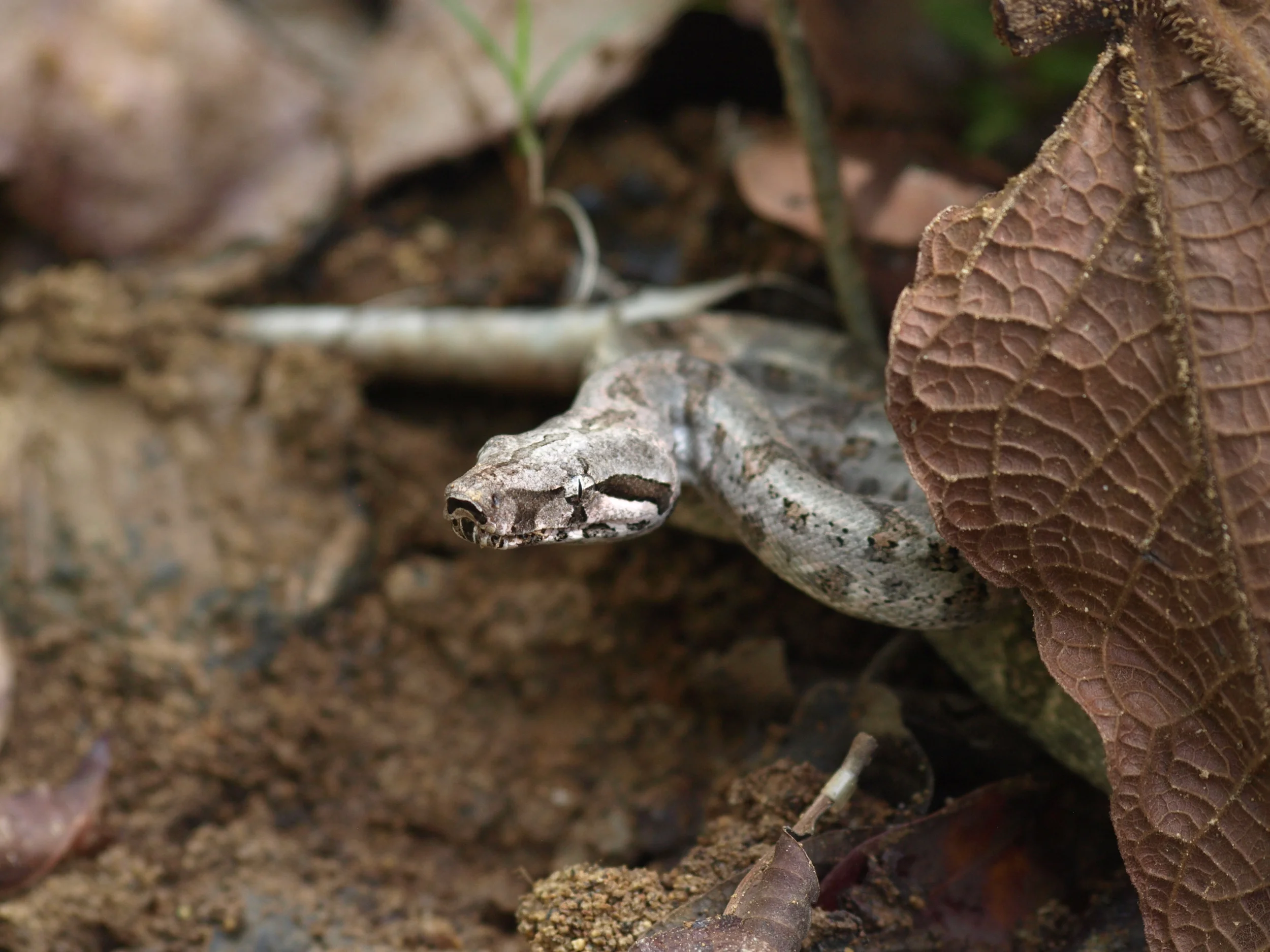  juvenile St. Lucia boa,  Boa orophias  