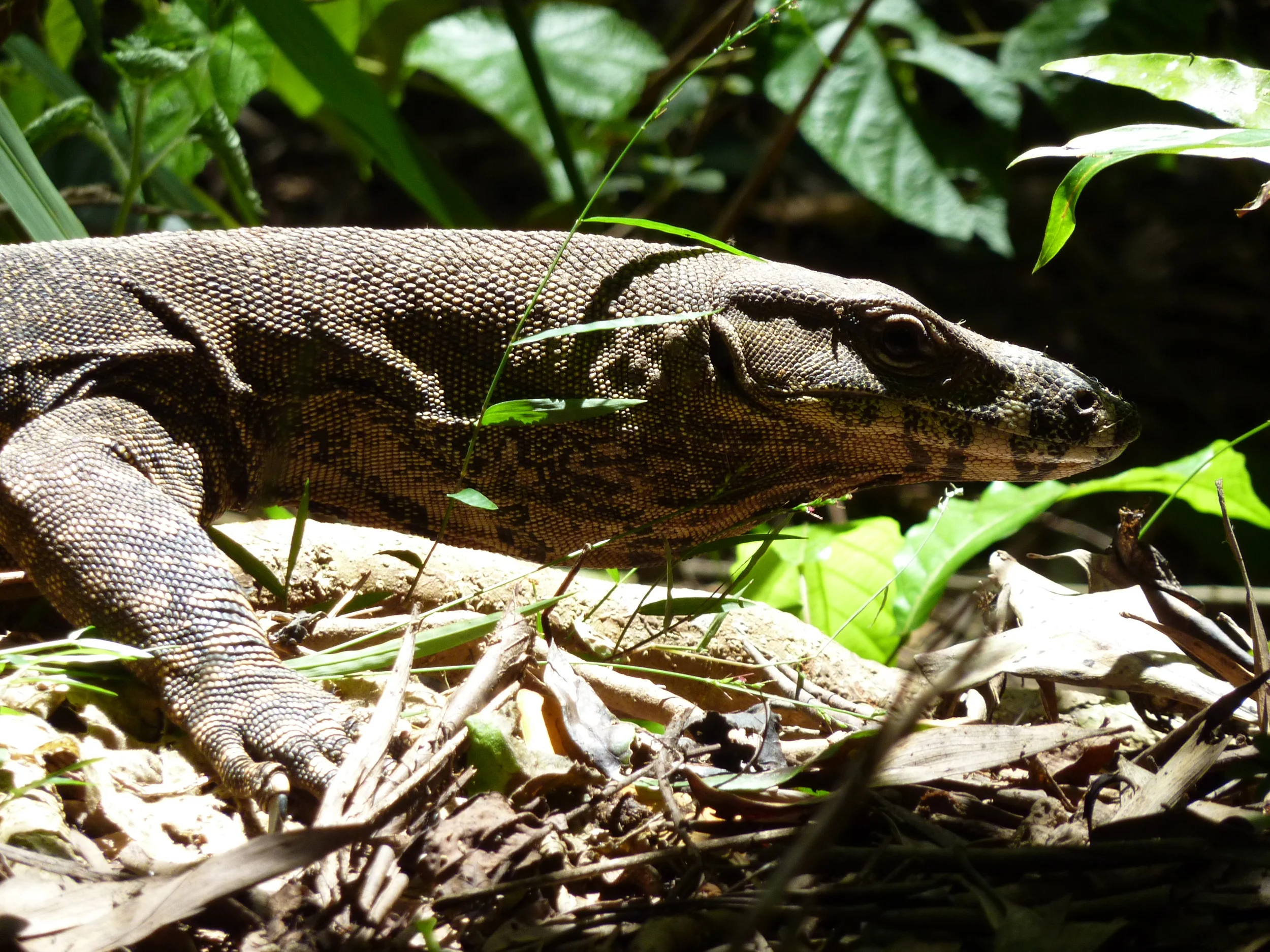  Lace monitor,  Varanus varius  