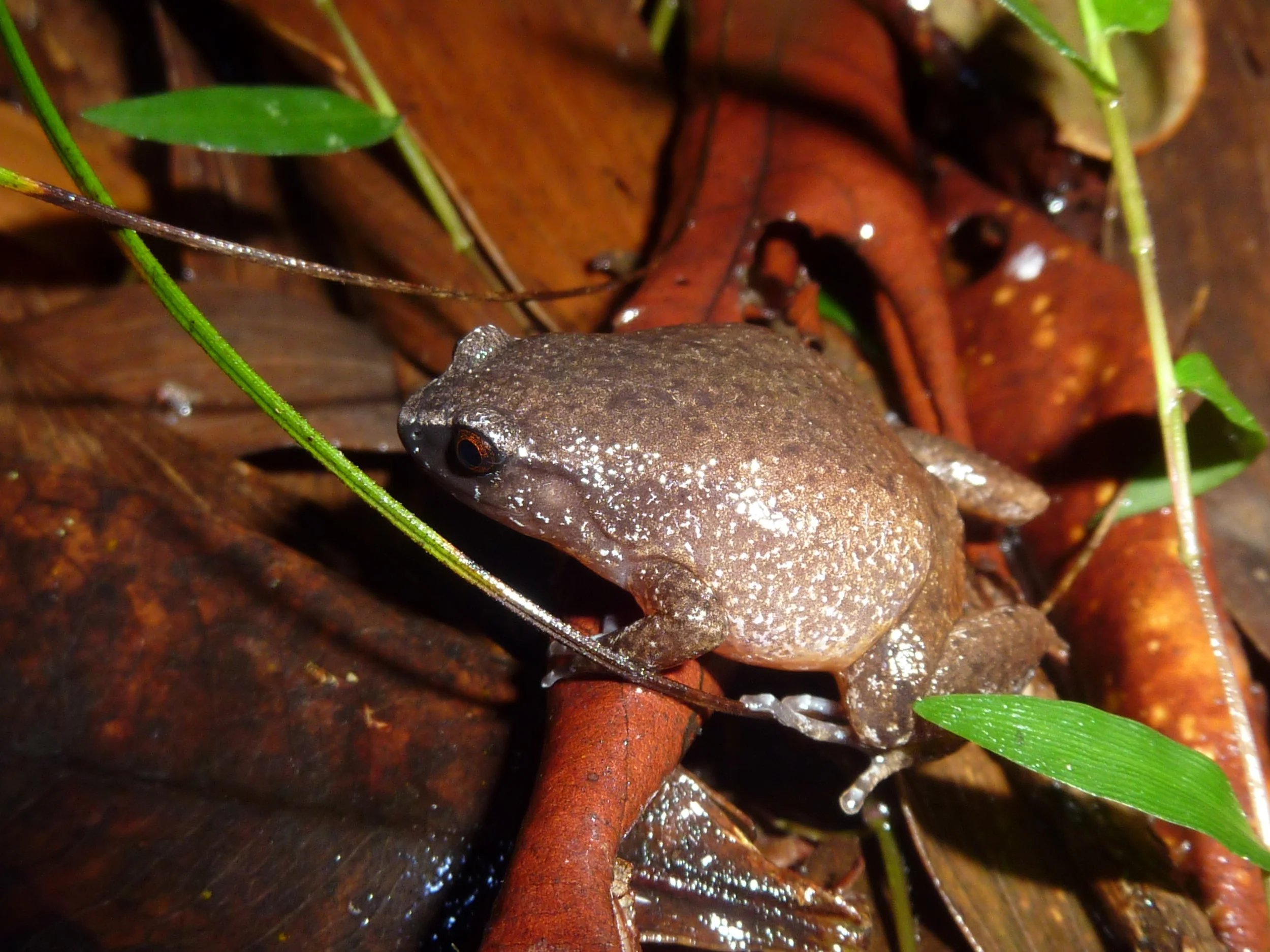  Fry's Whistling frog,  Austrochaperina fryi  