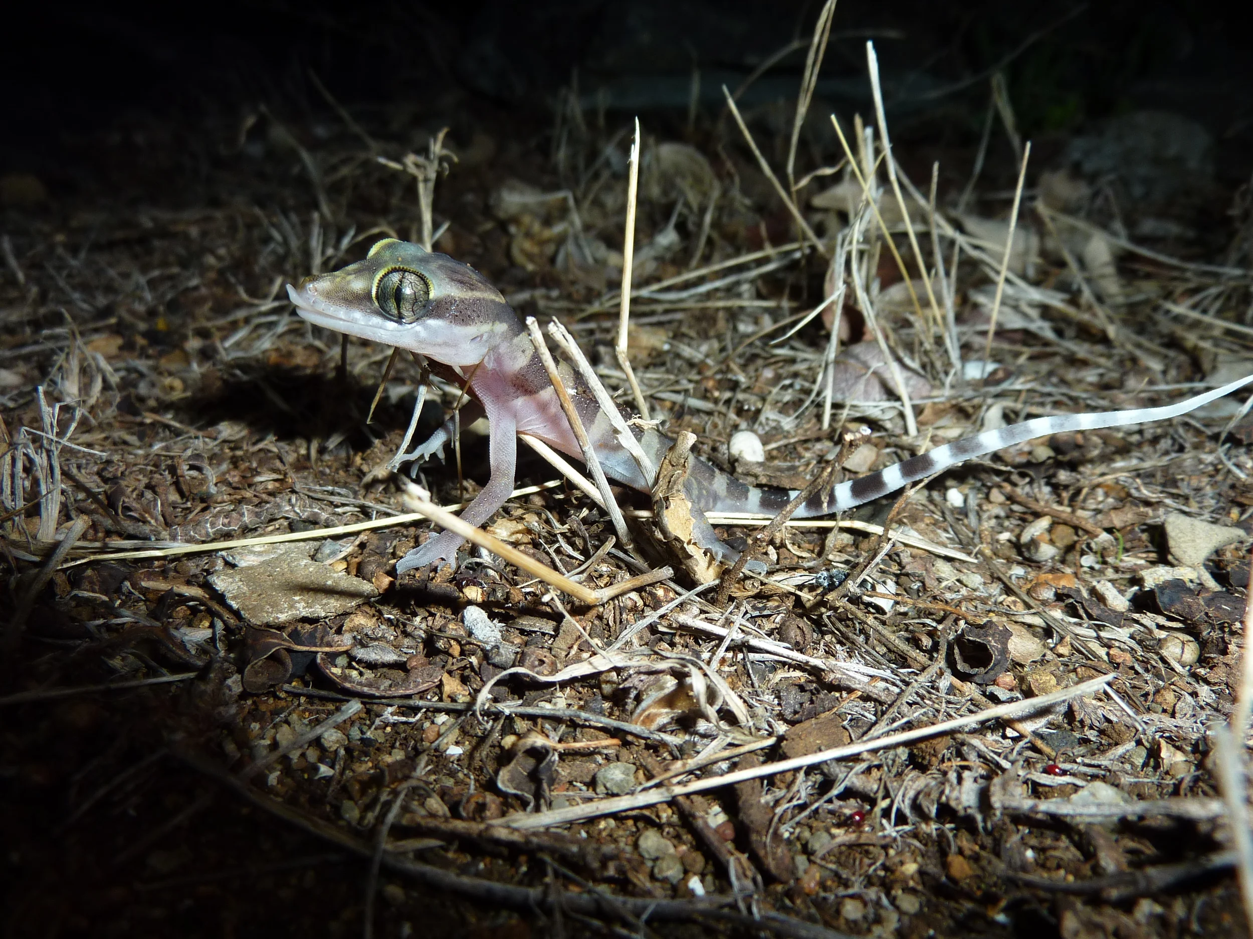   Cyrtodactylus mcdonaldi  