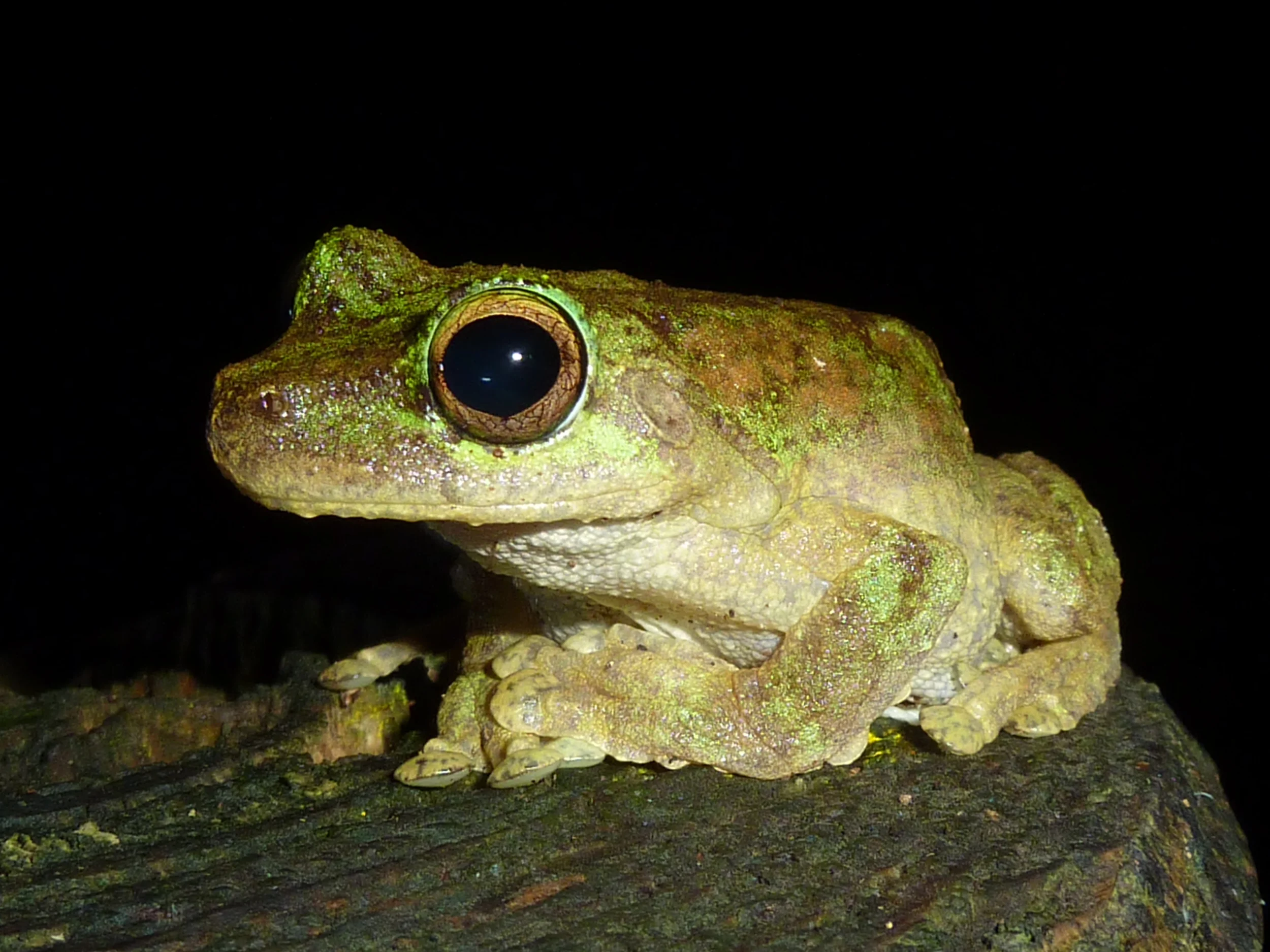   Litoria genimaculata  