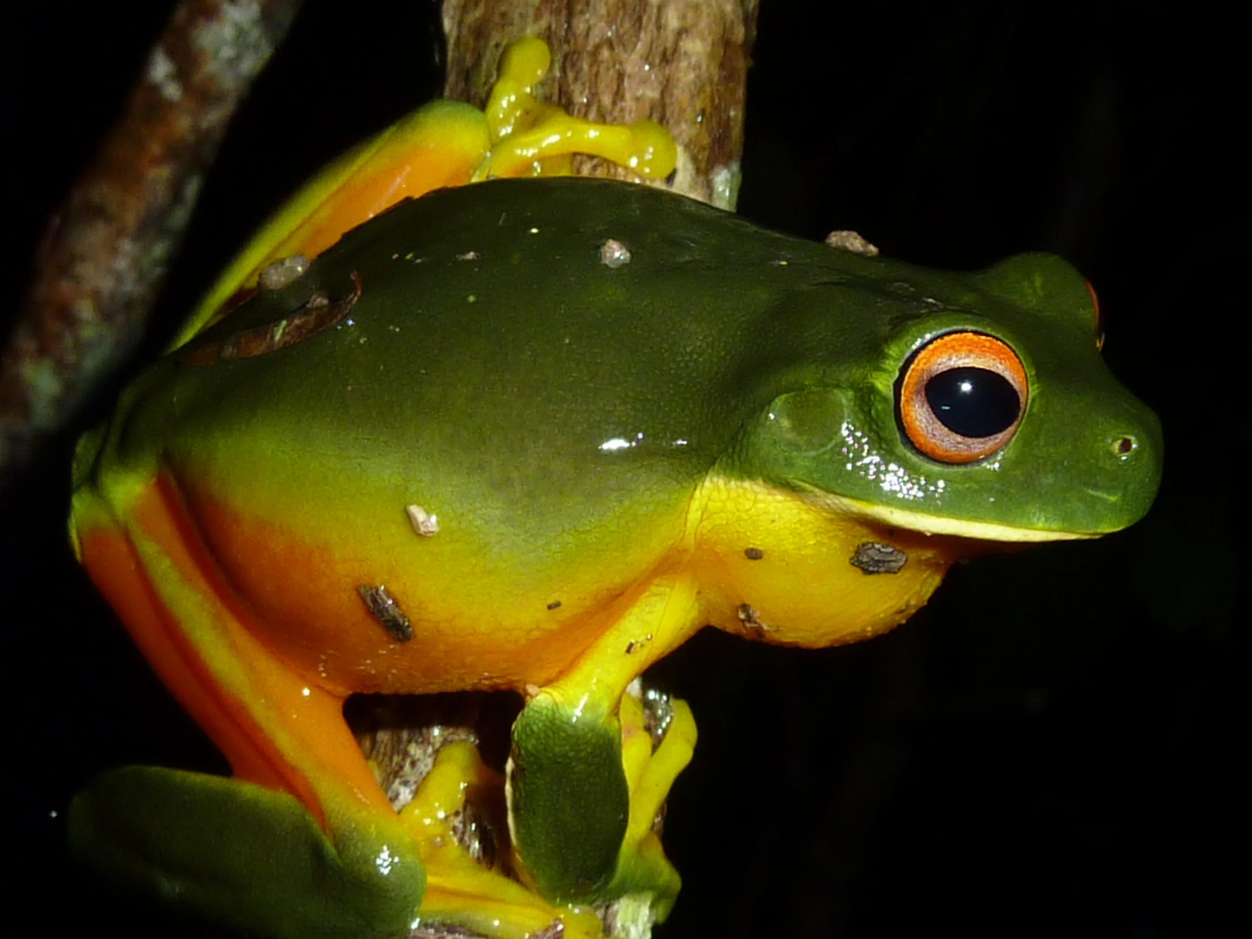   Litoria xanthomera  