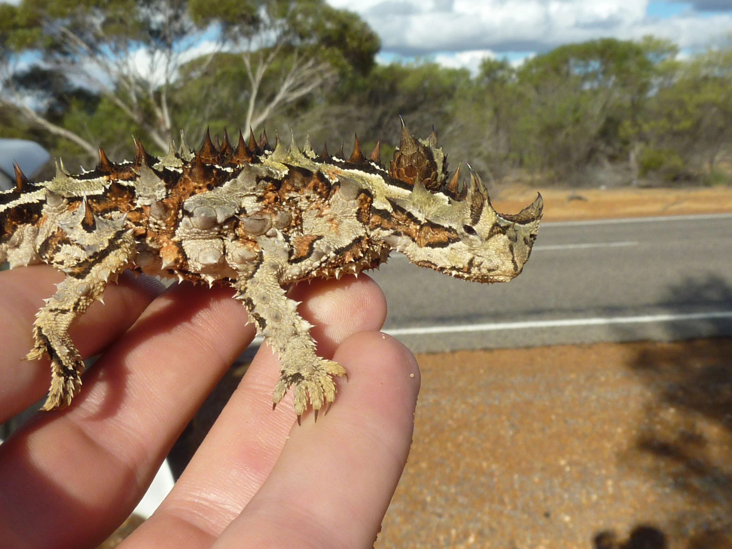  Thorny devil,  Moloch horridus  