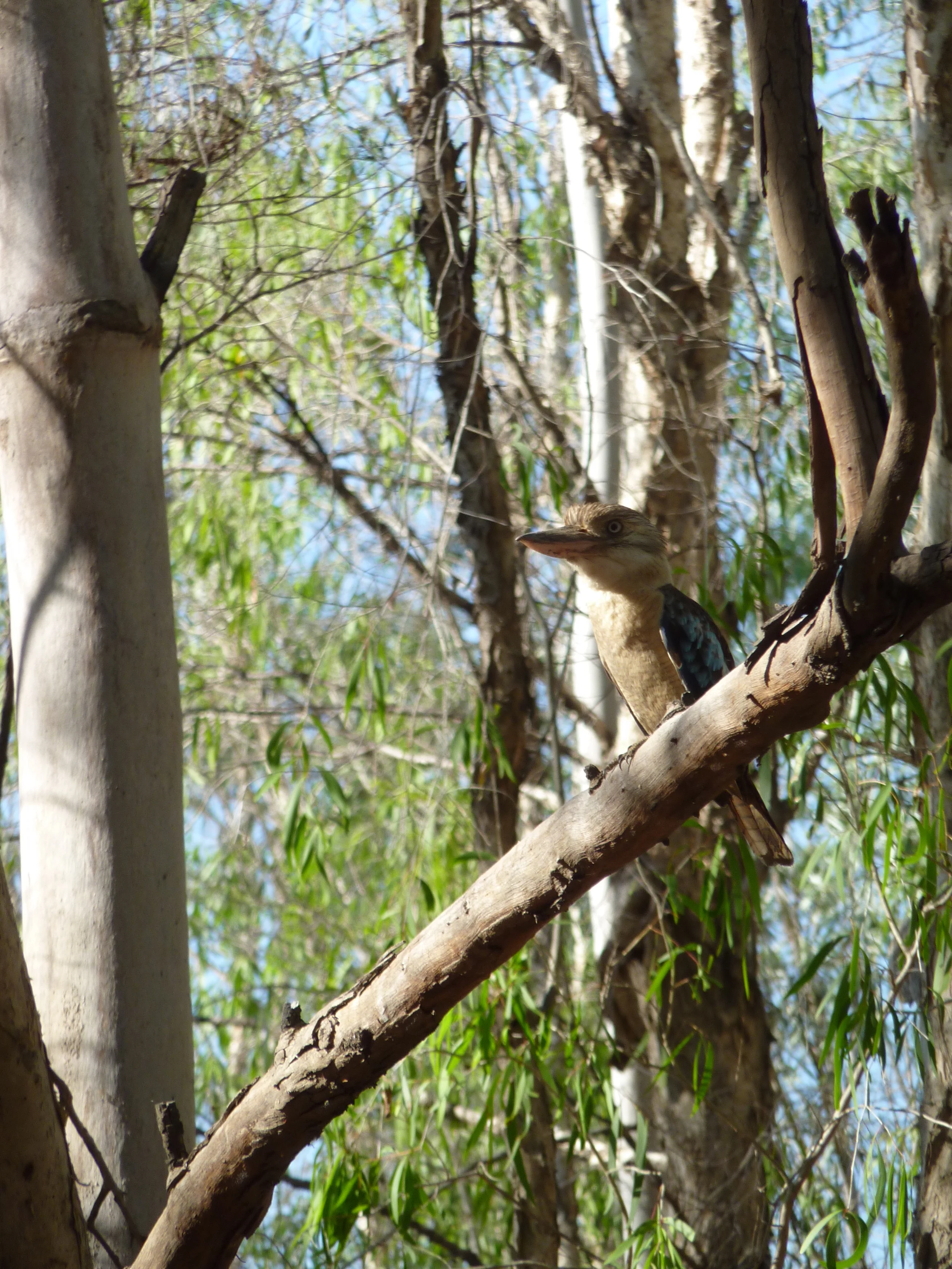  Blue Winged Kookaburra,&nbsp; Dacelo leachii  