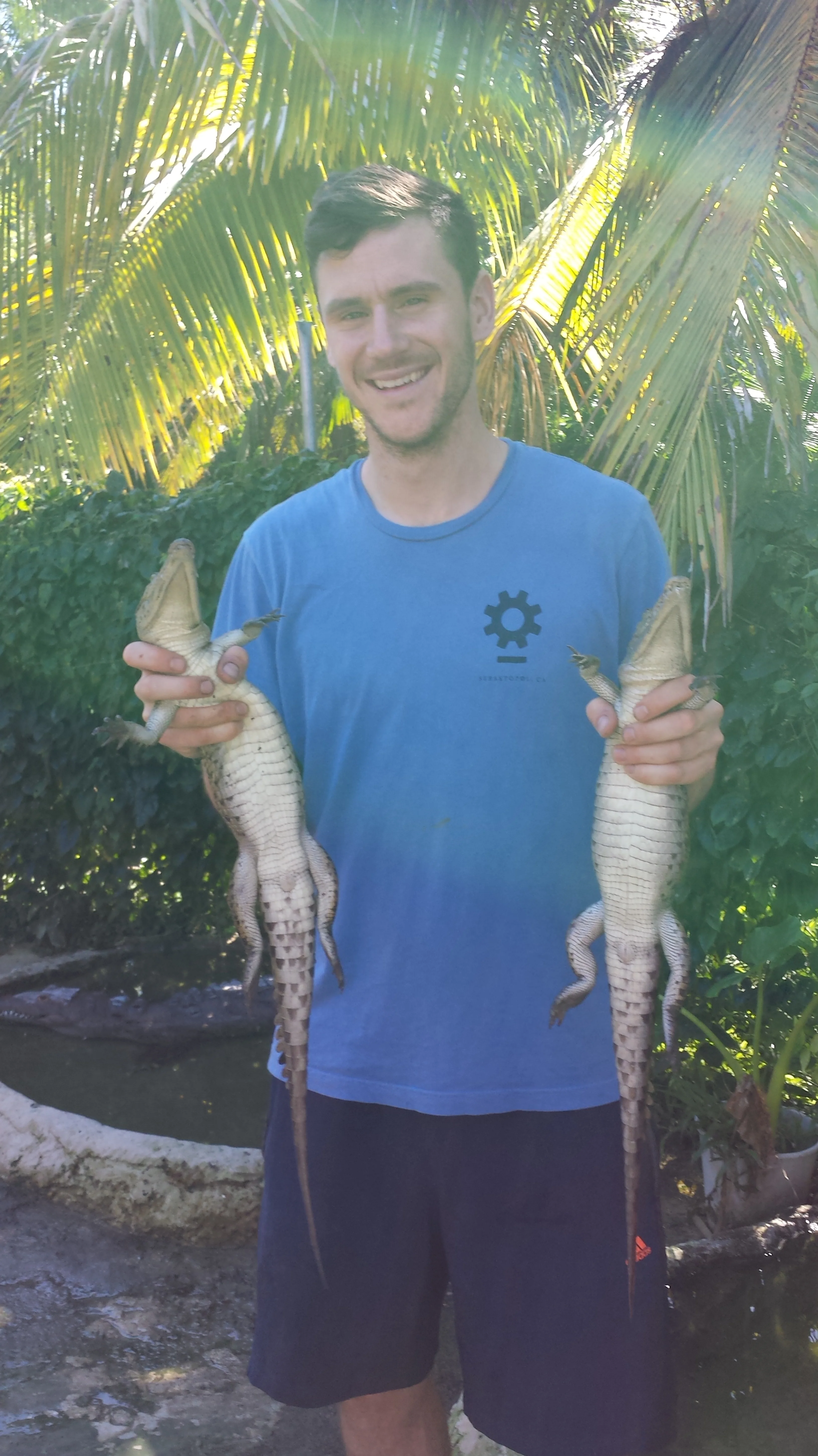 helping out at the Crocodile sanctuary, counting juveniles.