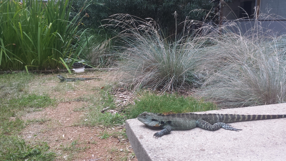  Water dragon hanging in the Banks building courtyard. 