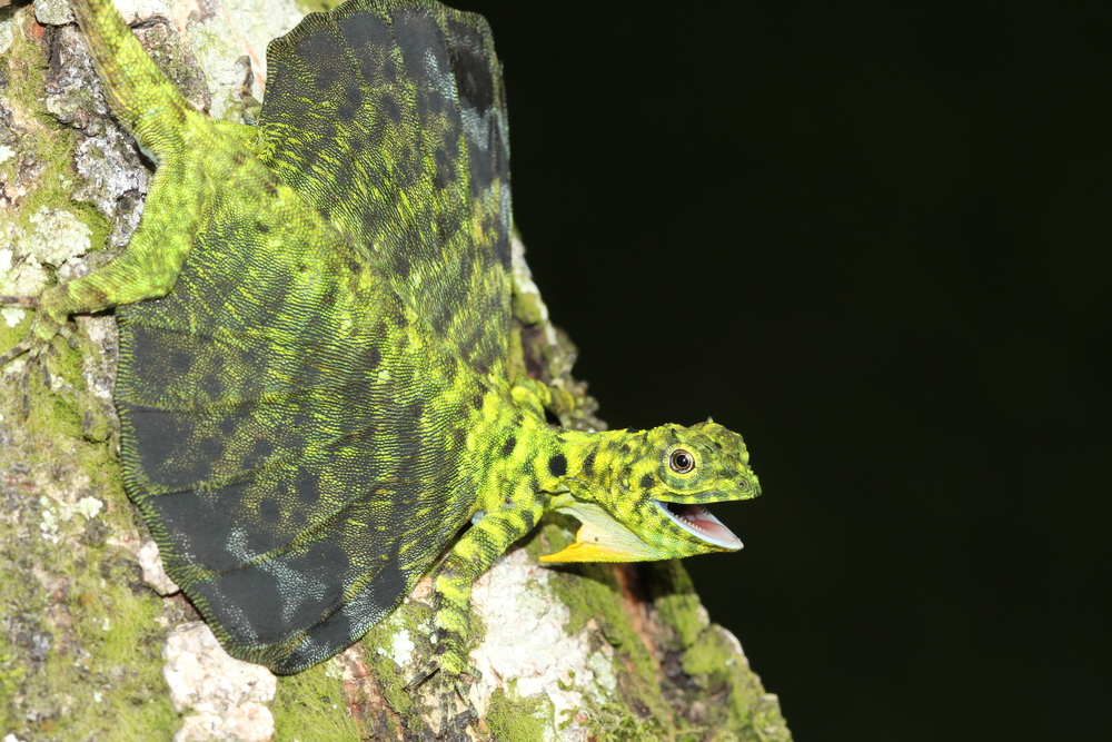  an unhappy  Draco sumatranus . They spread their extended ribs into makeshift wings to glide between trees, and away from predators.&nbsp; photo credit: Jackie Childers 