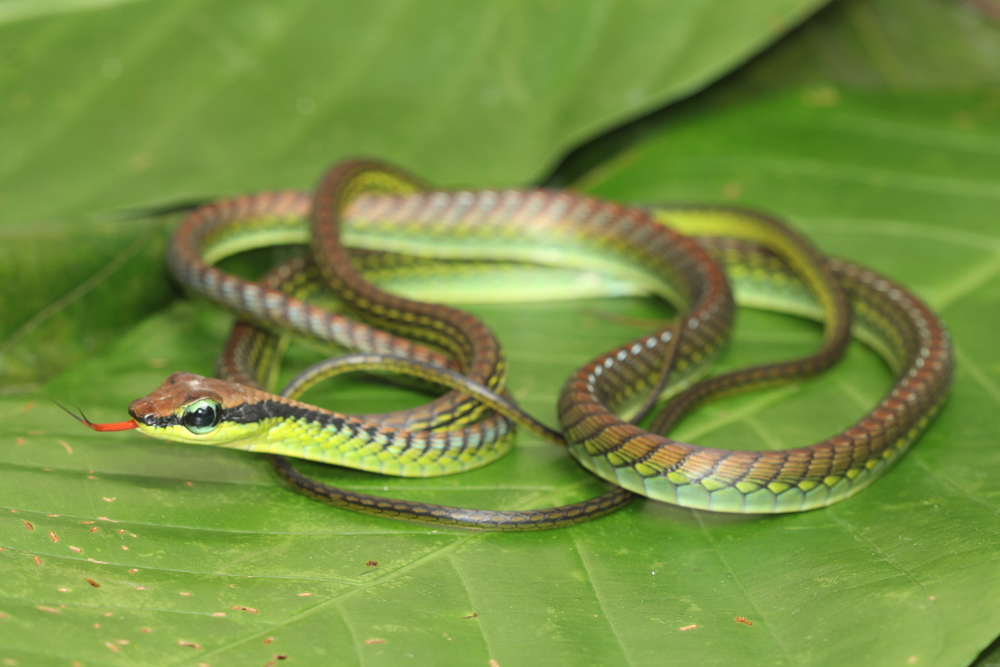  Dendrelaphis formosus, one of many elegant tree snakes referred to as "bronze backs."&nbsp; photo credit: Jackie Childers 