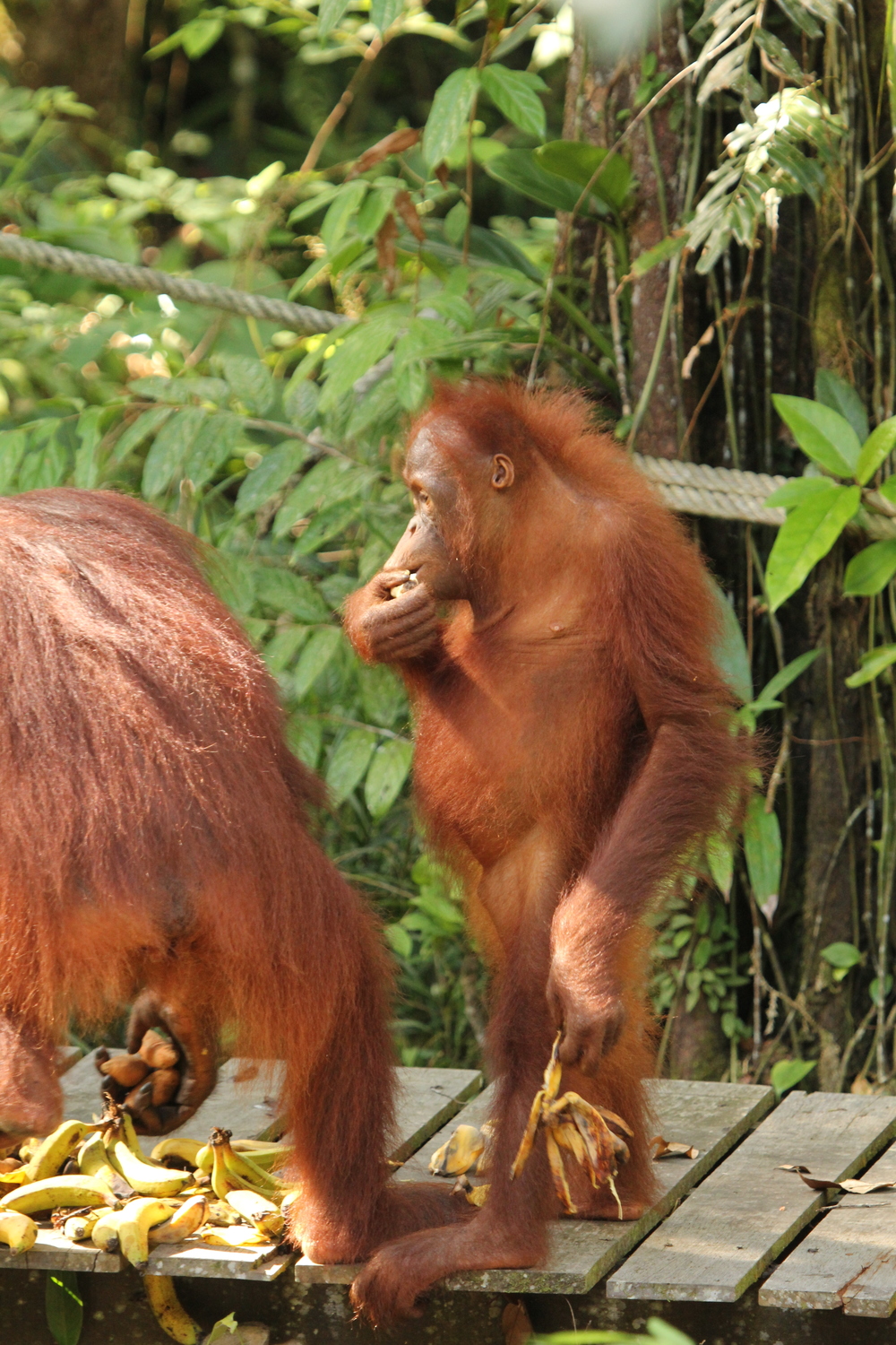  Admittedly, there are some pretty awesome mammals in Sarawak as well. Sometimes the orangutans (orang = man, utan = forest) seem a little too human-like.&nbsp; photo credit: Jackie Childers 