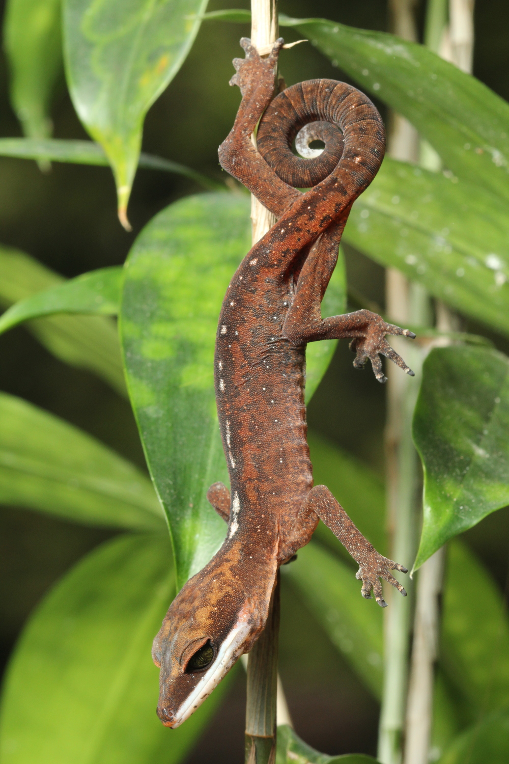   Aeluroscalabotes felinus , the Cat Gecko, so named for the retractable claws that disappear into sheaths, similar to cats.&nbsp; photo credit: Jackie Childers 