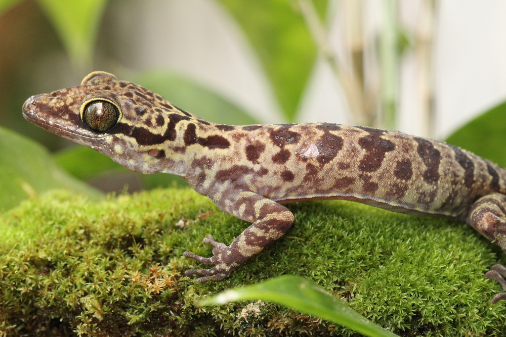  A very pretty  Cyrtodactylus  gecko. one of the reasons I went to Sarawak specifically.&nbsp; photo credit: Jackie Childers 