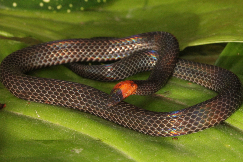   Pseudorabdion albonuchalis , maybe a bit poorly named here, as their neck is definitely red, not white.&nbsp; photo credit: Jackie Childers 